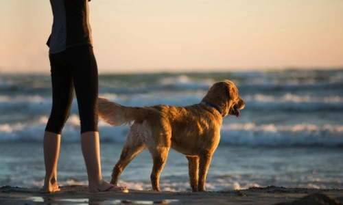 We're a pet-friendly community a dog standing on a beach