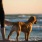 a dog standing on a beach