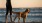 a dog standing on a beach